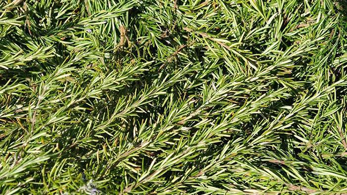 Meğer mutfakların gizli kahramanıymış: İltihabı kırıyor, gençlik veriyor, odaklanmayı arttırıyor 3