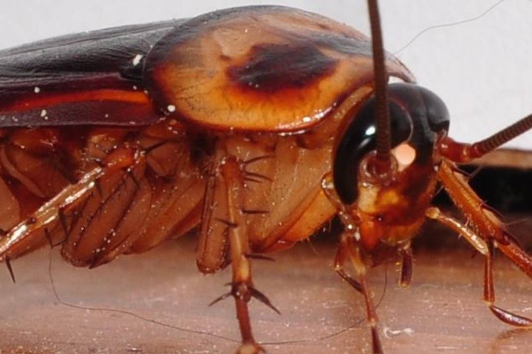 Hamam böcekleri geri gelmemek üzere kaçıyor: İşte o mucizevi 5 damla! 4