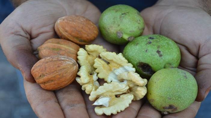 Ceviz kabuğunda saklı mucize 1