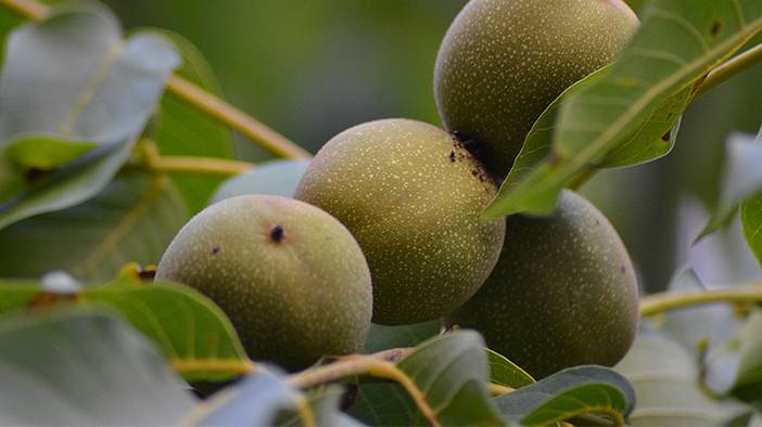 Ceviz kabuğunda saklı mucize 5