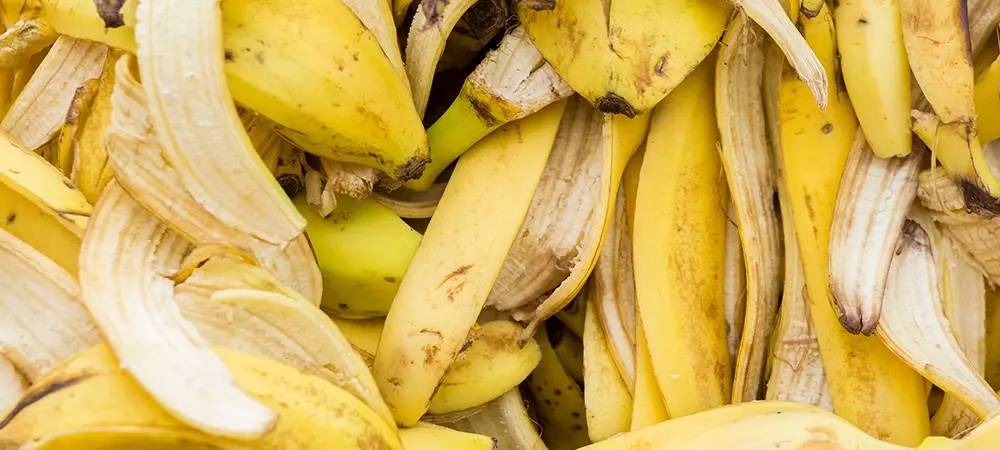 Faydalarını duyan muzu bırakıp kabuğunu yiyor! 5