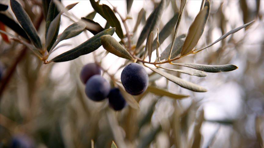 Sağlıklı yaşamın anahtarı meğer bu renkmiş! İşte sağlığa en faydalı zeytin... 3