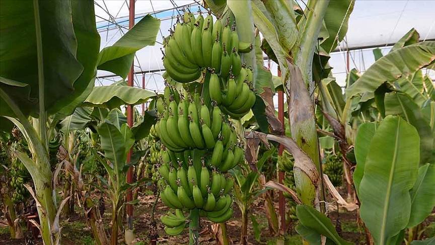 Faydalarını duyan muzu bırakıp kabuğunu yiyor! 2