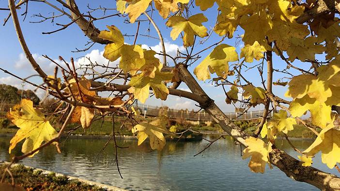 Konya'da yaprak dökümü kapıda 3