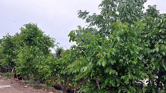 Ceviz kabuğunda saklı mucize 4