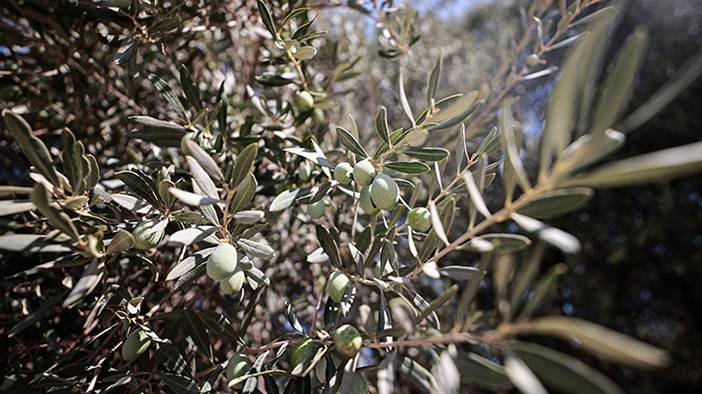 Bilmediğimiz çok faydası varmış: İşte zeytin çekirdeği yutmanın yararları 2