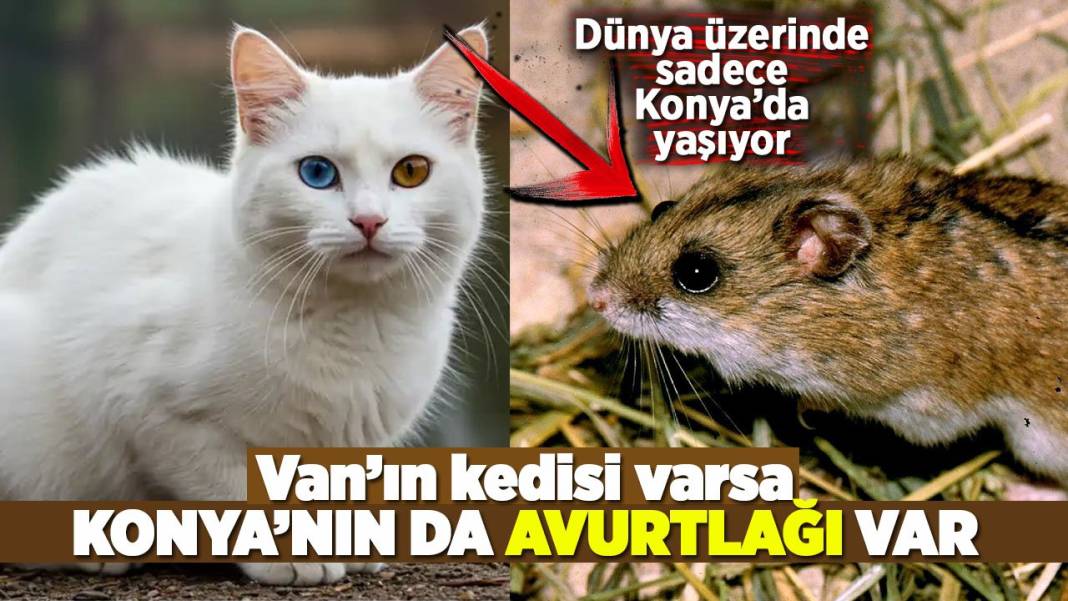 Konya'da bugün öne çıkanlar! 7 Ekim 2025 3