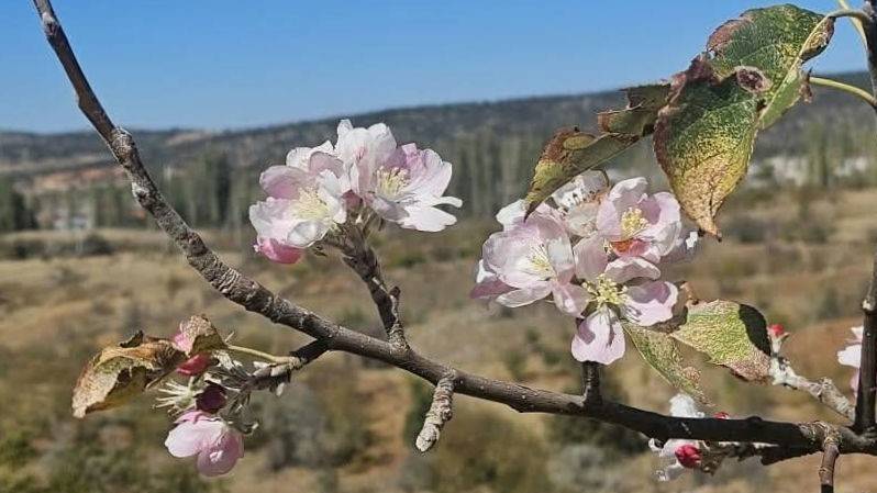 Konya'nın ilçesinde kar beklenirken ağaçlar çiçekler açtı 3