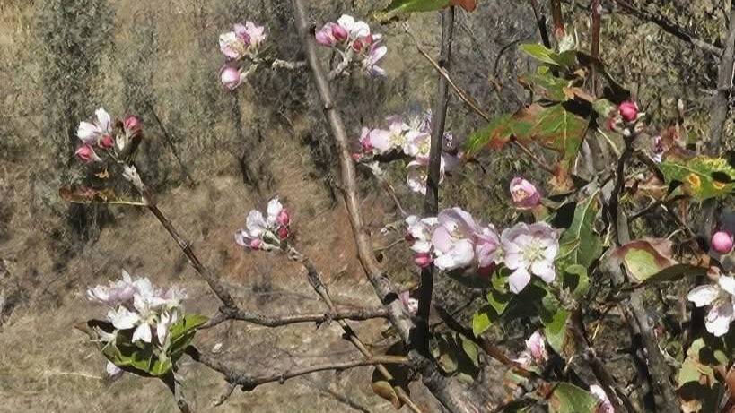 Konya'nın ilçesinde kar beklenirken ağaçlar çiçekler açtı 1