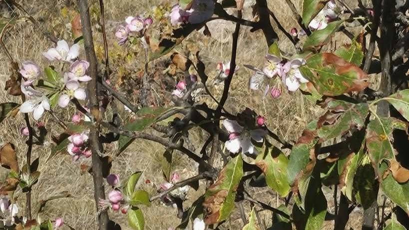 Konya'nın ilçesinde kar beklenirken ağaçlar çiçekler açtı 5