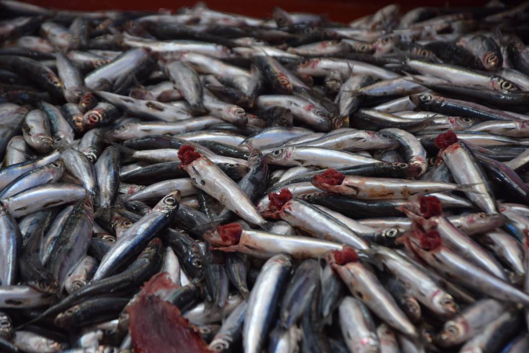 Konya’da balık fiyatları tavuktan ucuz! Tezgâhlarda hamsi bereketi başladı 2