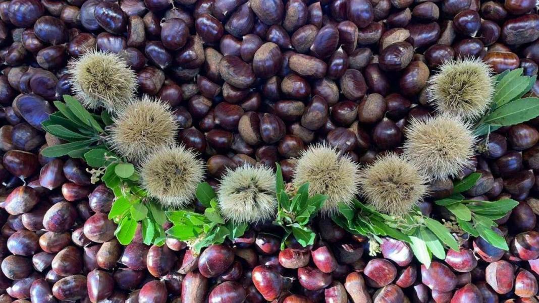 Pişince köpürüyorsa sakın yemeyin! Gerçek kestane nasıl anlaşılır? 7