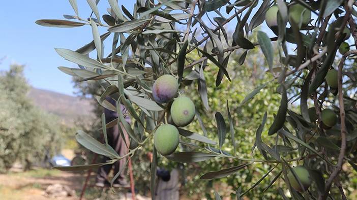Bilmediğimiz çok faydası varmış: İşte zeytin çekirdeği yutmanın yararları 1