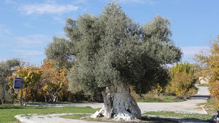 Bilmediğimiz çok faydası varmış: İşte zeytin çekirdeği yutmanın yararları 7