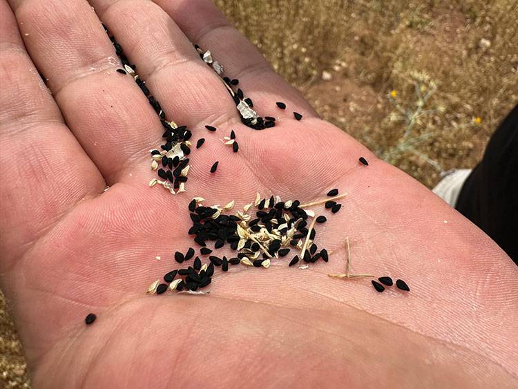 Ölüm hariç bin bir derde deva oluyor! 3