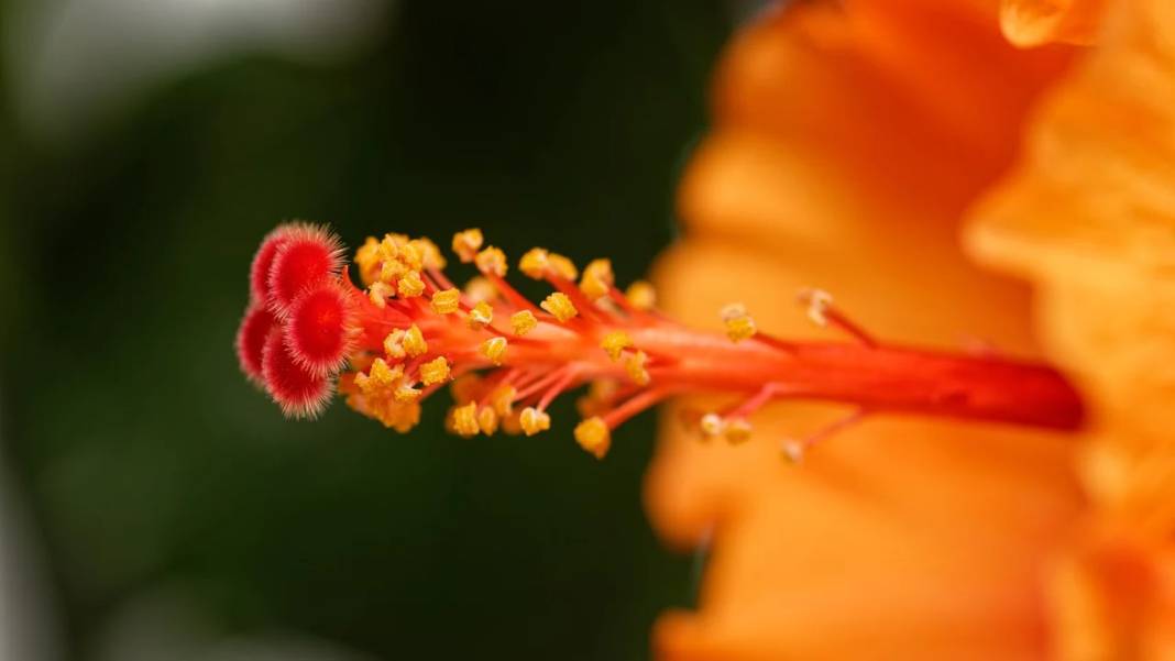 Kabuklarını atmayın! Şifa çayına dönüştürün 12