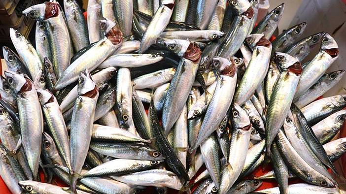 Palamutta da hile! Farkları tek tek sıraladık: Balıkçılar vatandaşı kandırıyor! 13