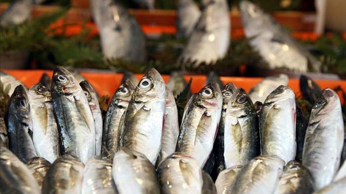 Palamutta da hile! Farkları tek tek sıraladık: Balıkçılar vatandaşı kandırıyor! 18