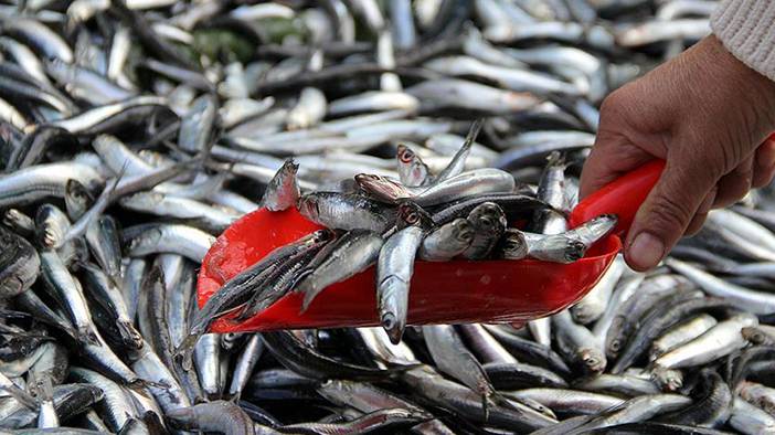 Palamutta da hile! Farkları tek tek sıraladık: Balıkçılar vatandaşı kandırıyor! 14