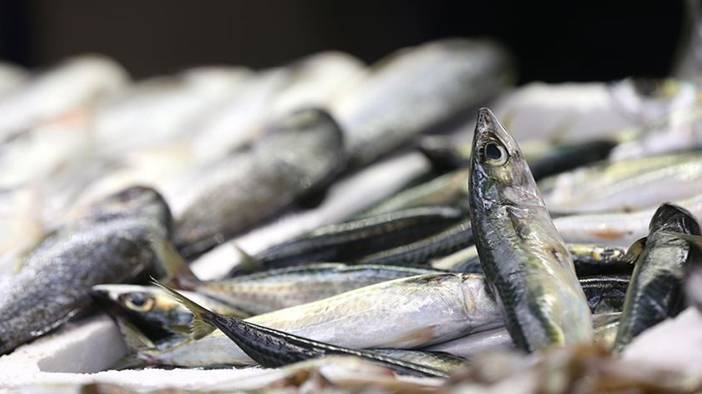 Palamutta da hile! Farkları tek tek sıraladık: Balıkçılar vatandaşı kandırıyor! 15