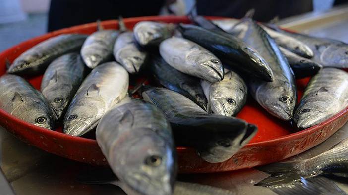 Palamutta da hile! Farkları tek tek sıraladık: Balıkçılar vatandaşı kandırıyor! 17