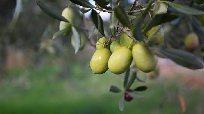 Bilmediğimiz çok faydası varmış: İşte zeytin çekirdeği yutmanın yararları 10