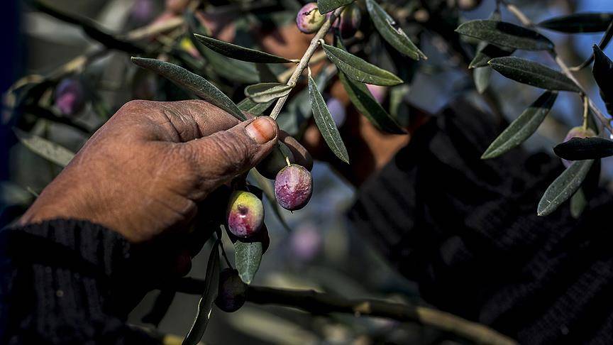 Bilmediğimiz çok faydası varmış: İşte zeytin çekirdeği yutmanın yararları 11