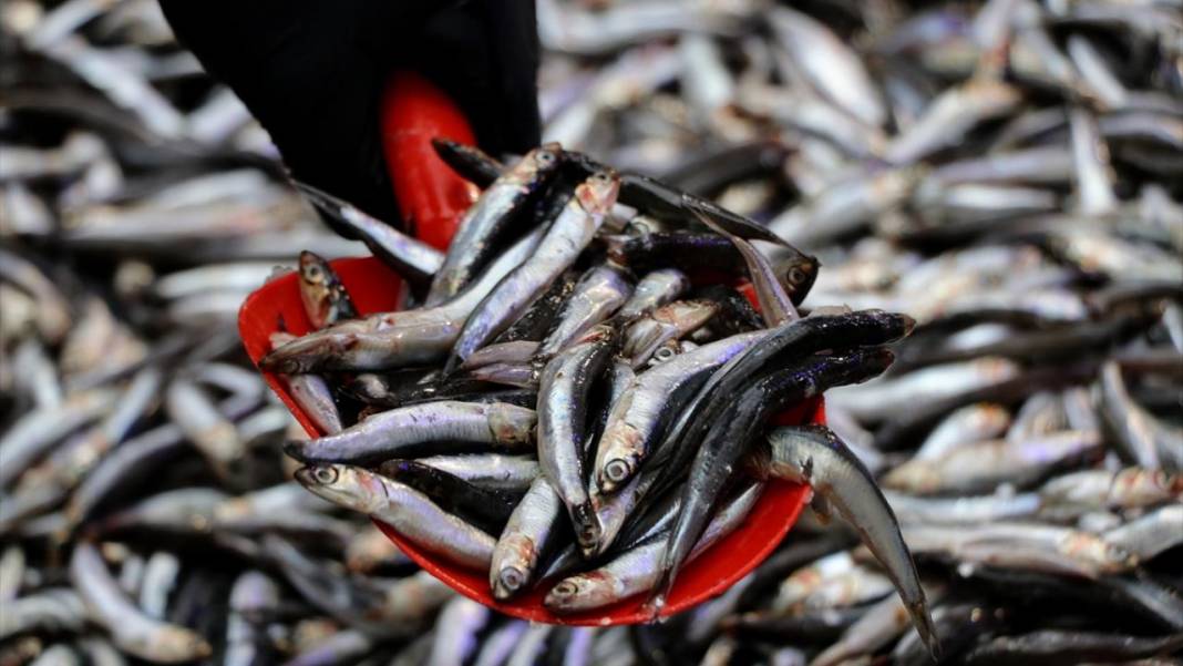 Balığa limon sıkılır mı, sıkılmaz mı? Uzmanlardan net açıklama 3