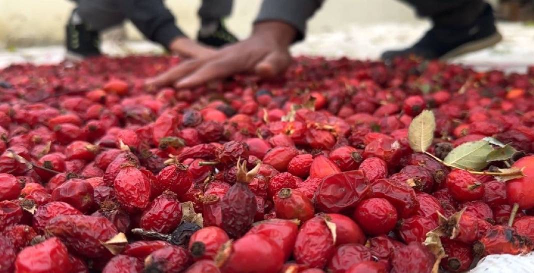 Doğada kendiliğinden yetişiyor, vücudu dipçik gibi yapıyor 4