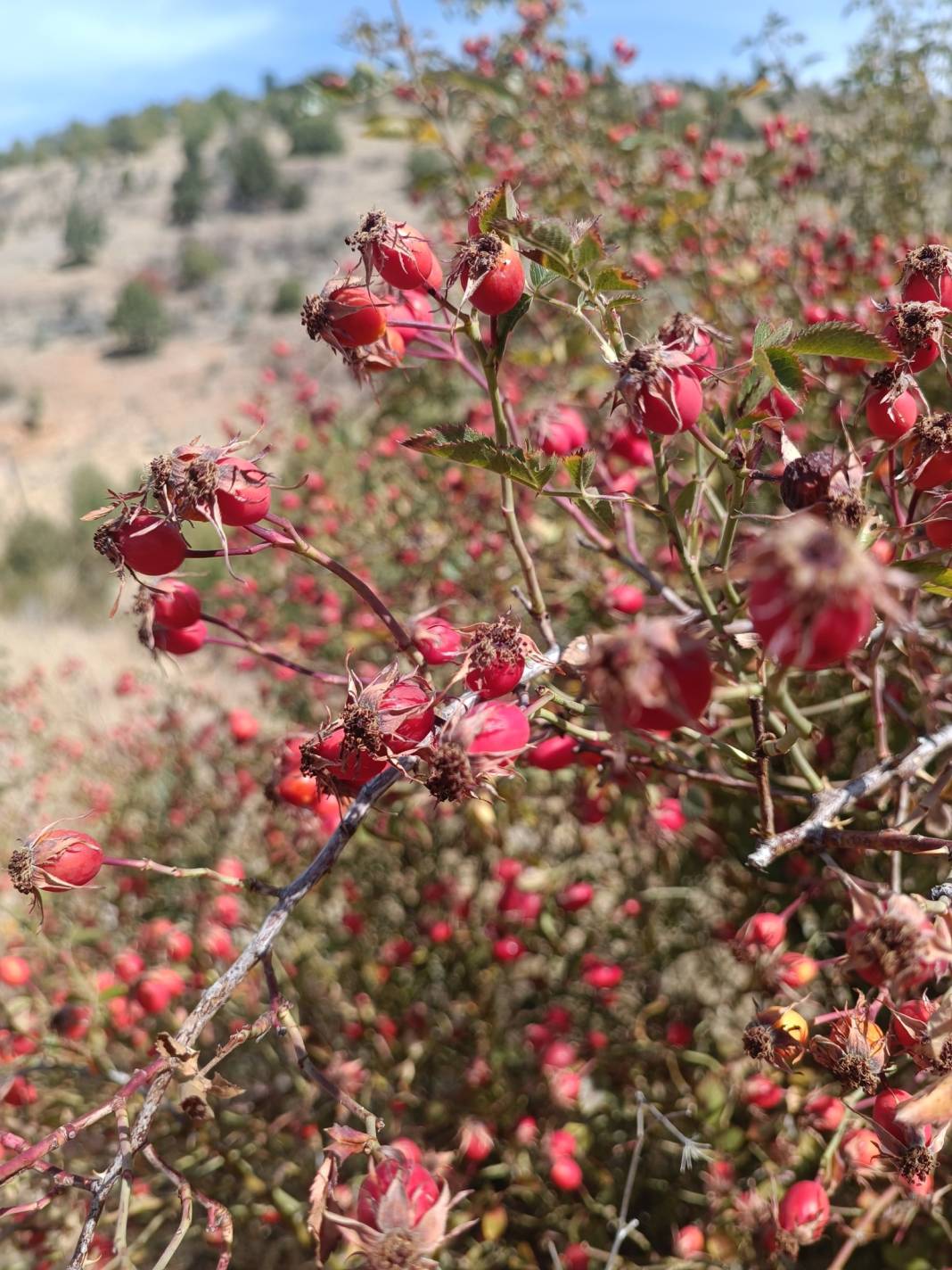 Doğada kendiliğinden yetişiyor, vücudu dipçik gibi yapıyor 10