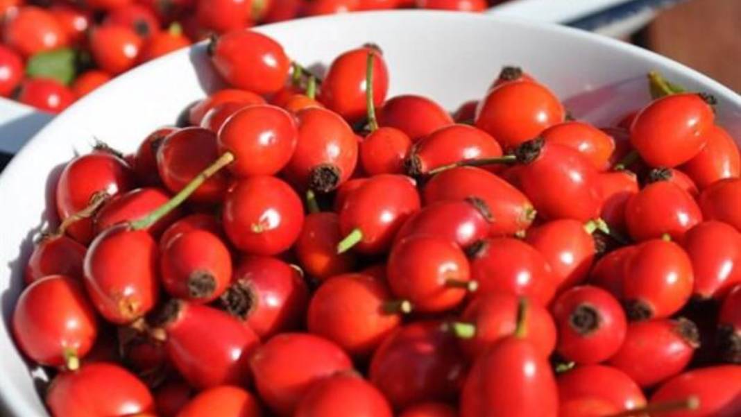 Doğada kendiliğinden yetişiyor, vücudu dipçik gibi yapıyor 9