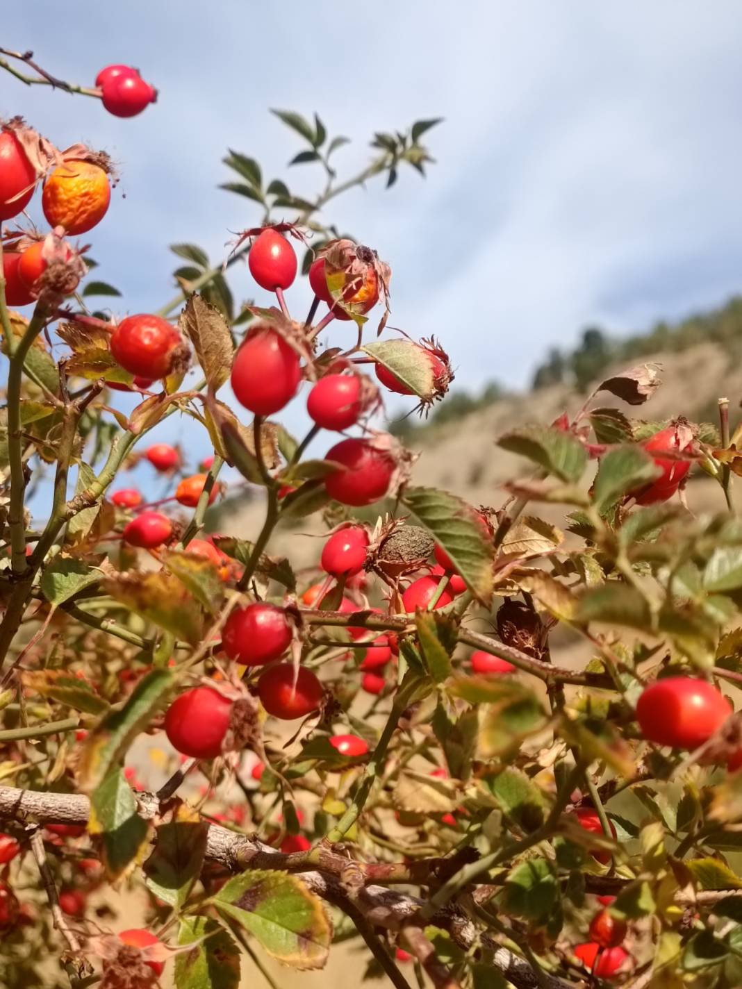 Doğada kendiliğinden yetişiyor, vücudu dipçik gibi yapıyor 2