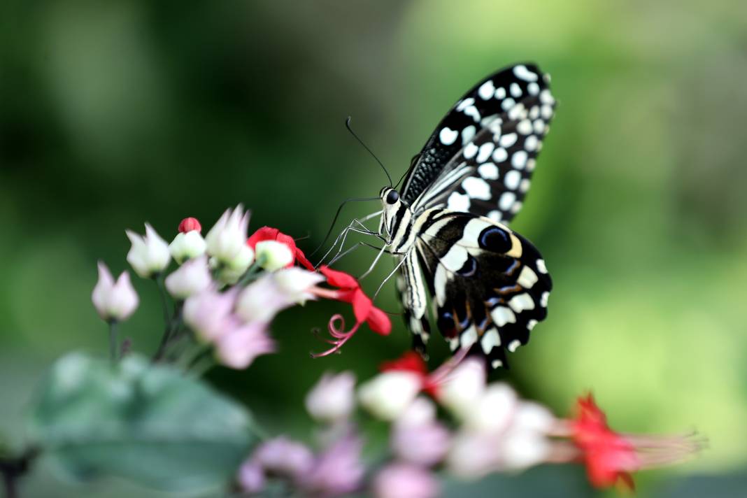 Konya'da Mevlana Müzesi’nden sonra en çok ilgi burada olacak! 1