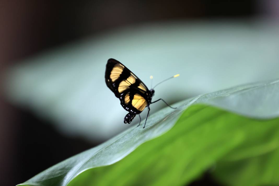 Konya'da Mevlana Müzesi’nden sonra en çok ilgi burada olacak! 2