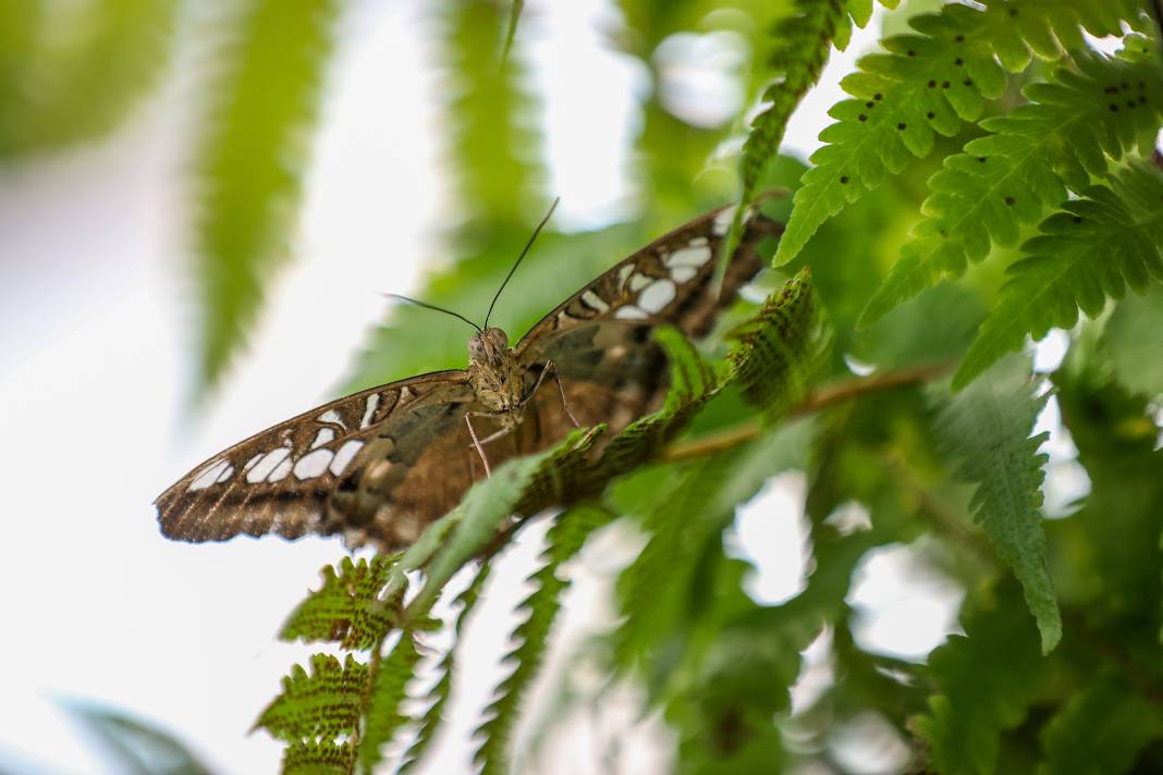 Konya'da Mevlana Müzesi’nden sonra en çok ilgi burada olacak! 4