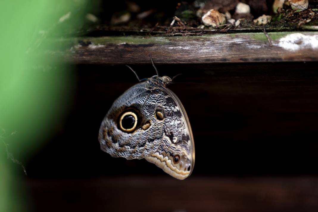 Konya'da Mevlana Müzesi’nden sonra en çok ilgi burada olacak! 5