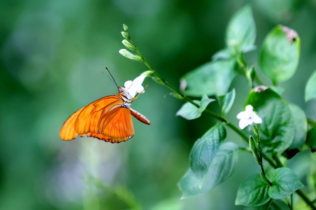 Konya'da Mevlana Müzesi’nden sonra en çok ilgi burada olacak! 10
