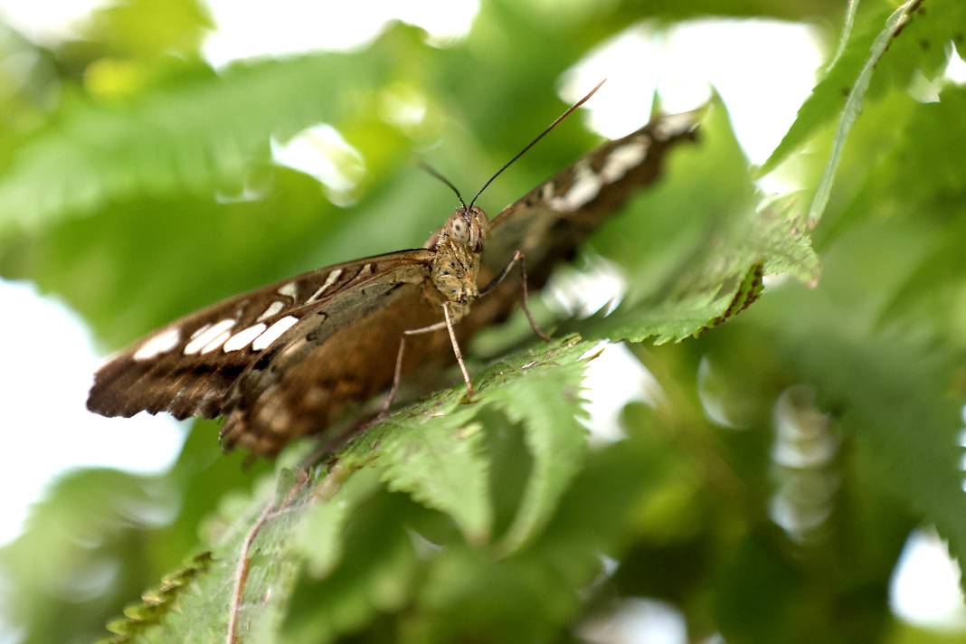 Konya'da Mevlana Müzesi’nden sonra en çok ilgi burada olacak! 6