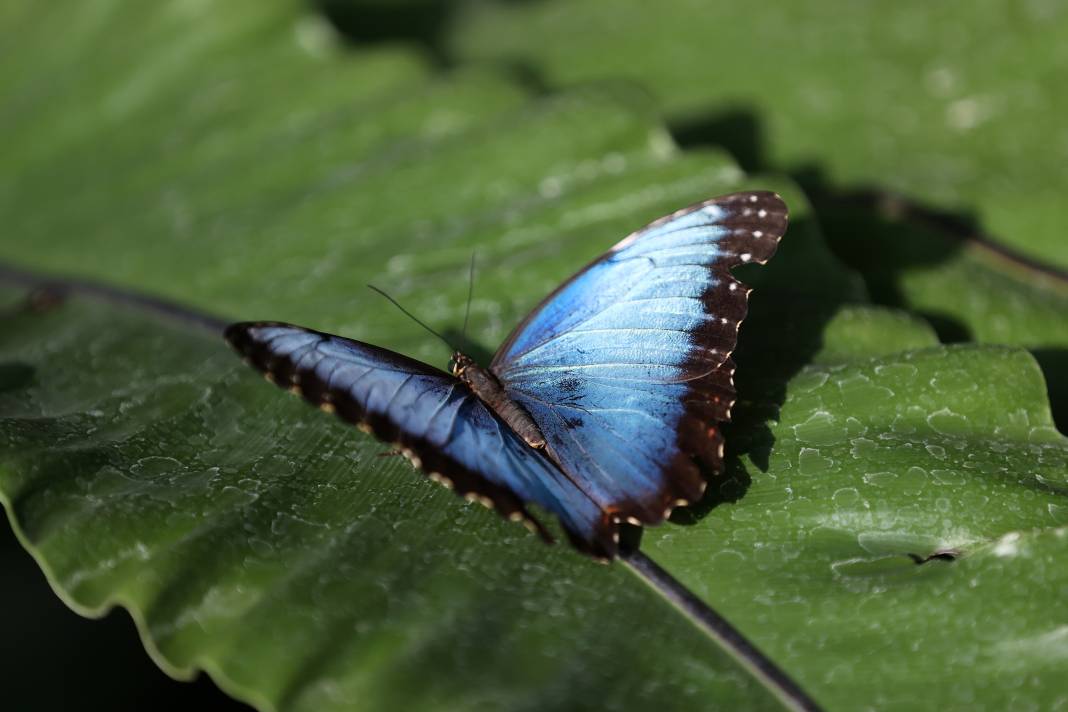 Konya'da Mevlana Müzesi’nden sonra en çok ilgi burada olacak! 8