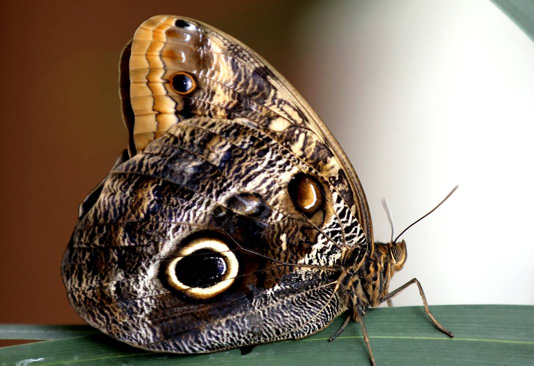 Konya'da Mevlana Müzesi’nden sonra en çok ilgi burada olacak! 9