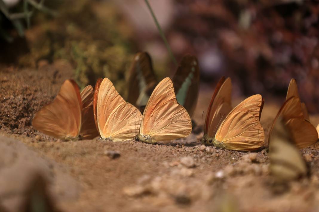 Konya'da Mevlana Müzesi’nden sonra en çok ilgi burada olacak! 7