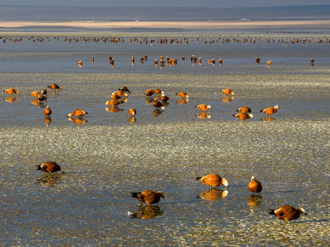 Angıt kuşları göç yolunda Konya’daki Düden Gölü’nde konaklıyor! 1