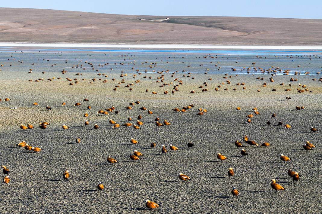 Angıt kuşları göç yolunda Konya’daki Düden Gölü’nde konaklıyor! 2