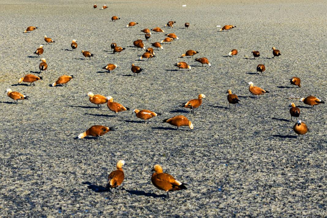 Angıt kuşları göç yolunda Konya’daki Düden Gölü’nde konaklıyor! 4