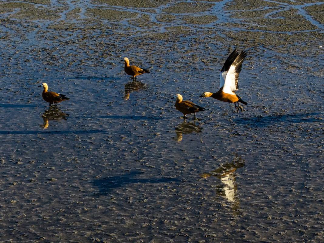 Angıt kuşları göç yolunda Konya’daki Düden Gölü’nde konaklıyor! 5
