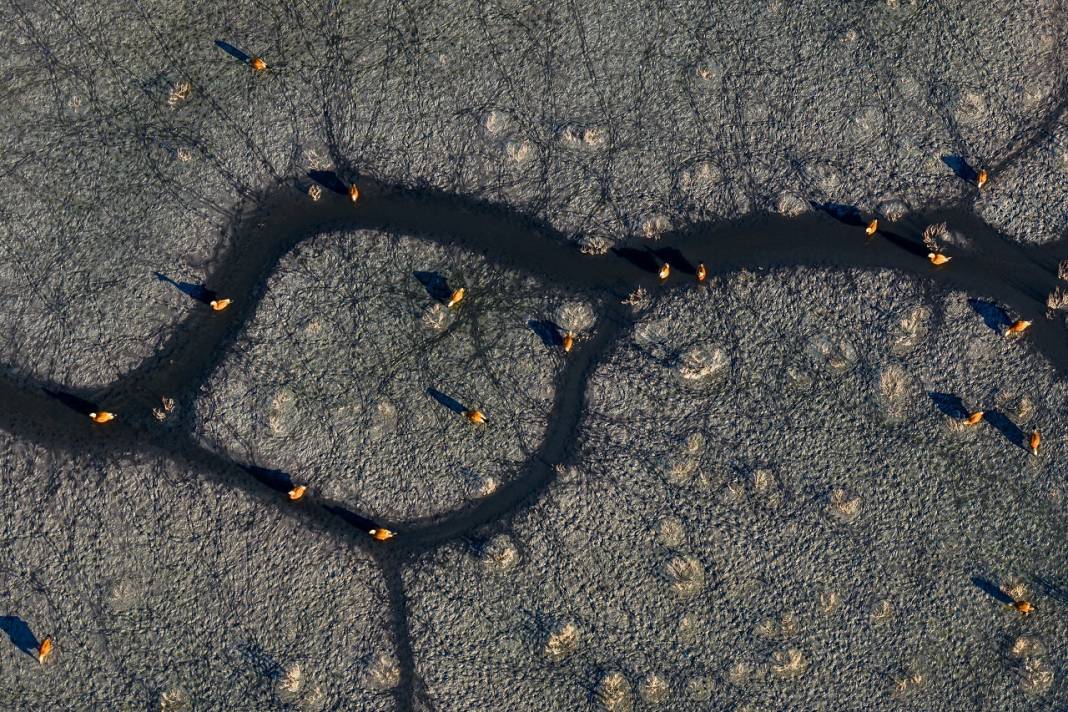 Angıt kuşları göç yolunda Konya’daki Düden Gölü’nde konaklıyor! 7