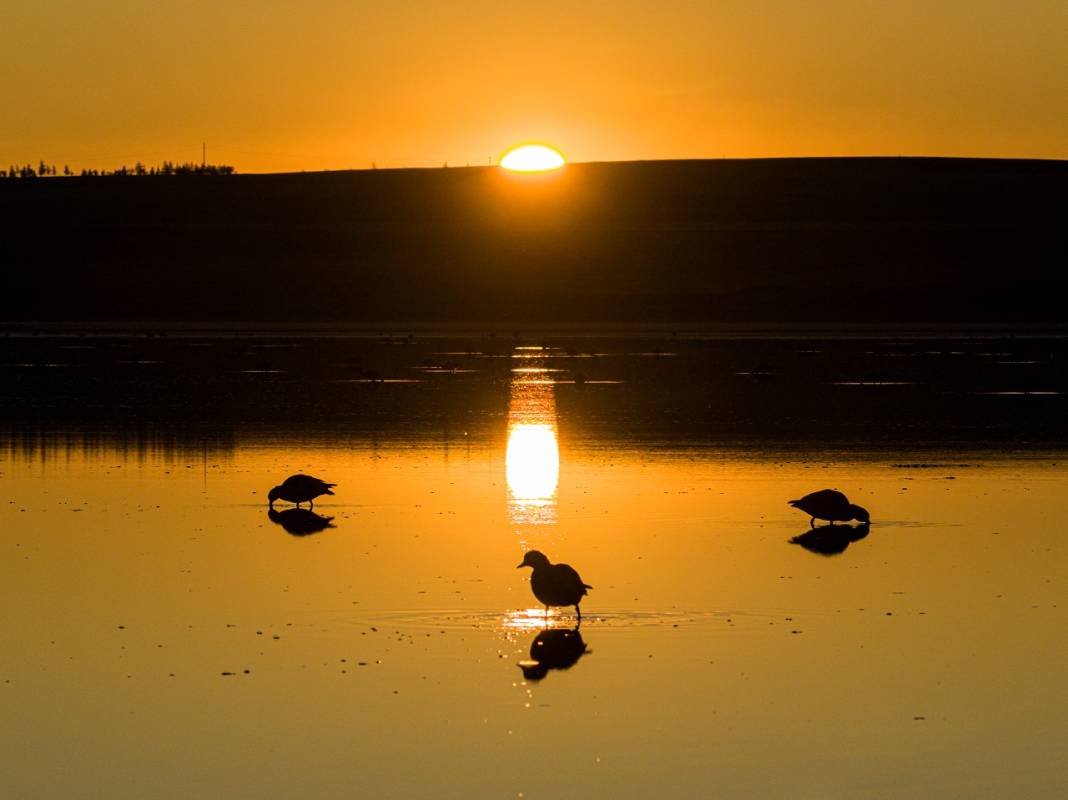 Angıt kuşları göç yolunda Konya’daki Düden Gölü’nde konaklıyor! 8