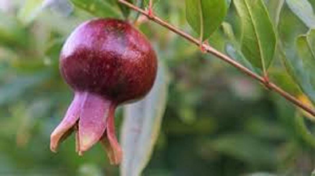 Nar kırma günü ne zaman? Nar kırma geleneği nasıl yapılır, anlamı nedir? 3