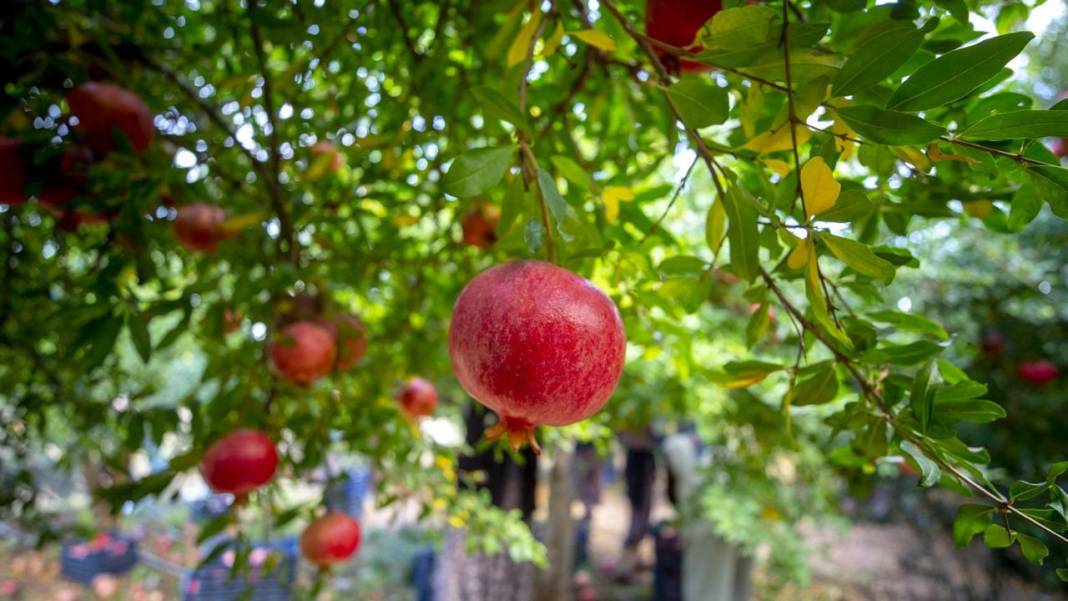 Nar kırma günü ne zaman? Nar kırma geleneği nasıl yapılır, anlamı nedir? 2