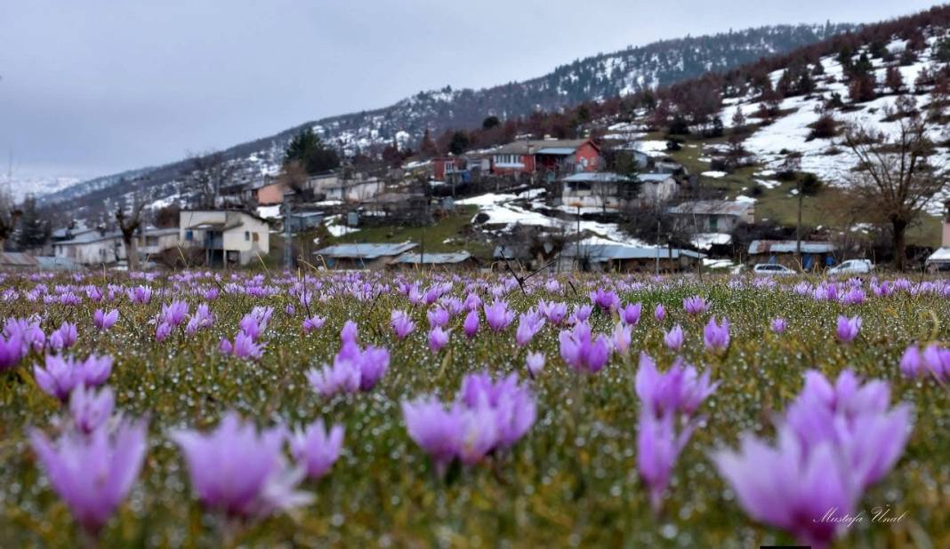 Konya’da Torosların eteklerinde çiğdemler açtı! 1